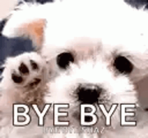 A White Dog Is Waving Its Paw And Says `` Bye Bye '' . GIF