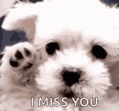 A White Dog Is Waving Its Paw At The Camera And Saying `` I Miss You '' . GIF
