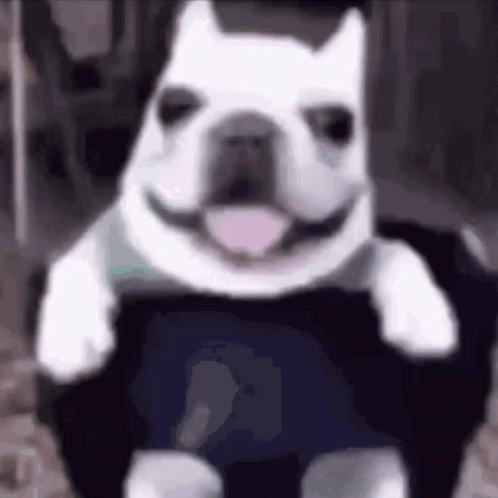 A White Dog Is Wearing A Black Shirt And Smiling While Sitting In A Chair . GIF