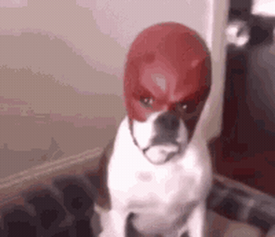 A White Dog Is Wearing A Red Mask On Its Head . GIF