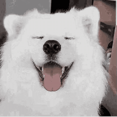 A White Dog Is Yawning With Its Mouth Open And Its Tongue Out . GIF