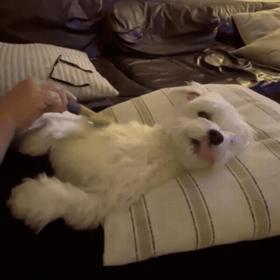 A White Dog Laying On A Striped Pillow With A Person Playing With It GIF