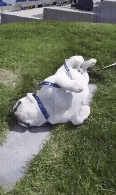 A White Dog Laying On Its Back In The Grass GIF
