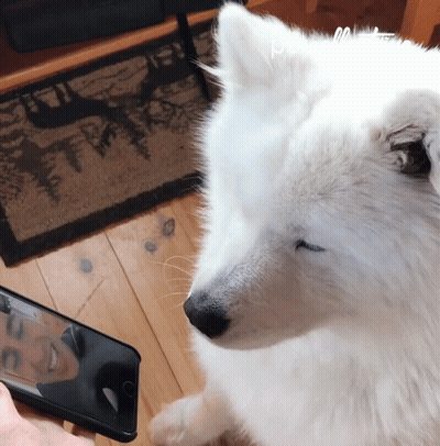 A White Dog Looking At A Cell Phone With The Word Pets Written Above It GIF