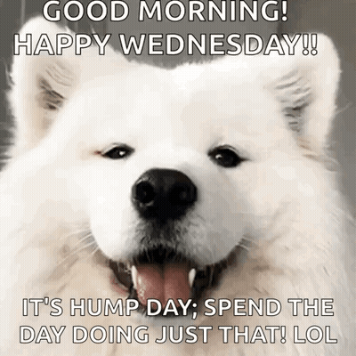 a white dog says good morning happy wednesday it 's hump day spend the day doing just that lol .