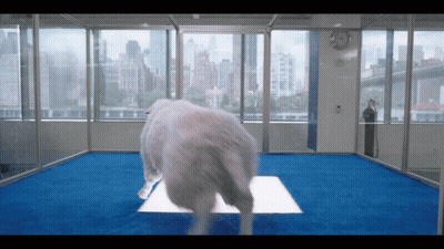 A White Dog Standing On A Blue Carpet In A Room GIF