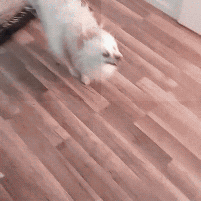 A White Dog Walking On A Wooden Floor GIF