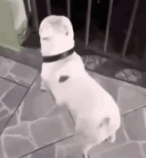 A White Dog Wearing A Black Collar Is Standing On Its Hind Legs On A Tiled Floor . GIF