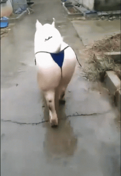 A White Dog Wearing A Blue Bikini Is Walking Down A Street GIF