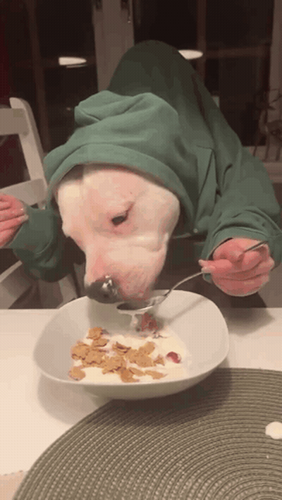 A White Dog Wearing A Green Hoodie Is Eating Cereal GIF