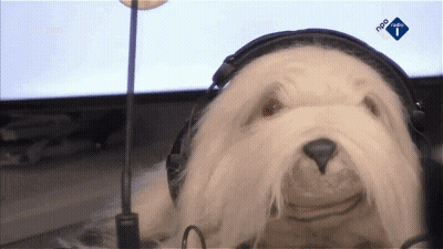 A White Dog Wearing Headphones And A Microphone With Npo Radio On The Bottom Right GIF