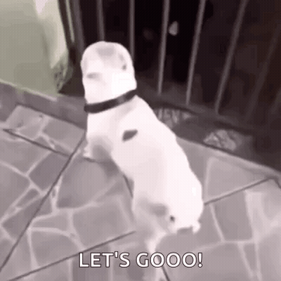 A White Dog With A Black Collar Is Standing On A Sidewalk And Says `` Let 'S Goooo '' . GIF