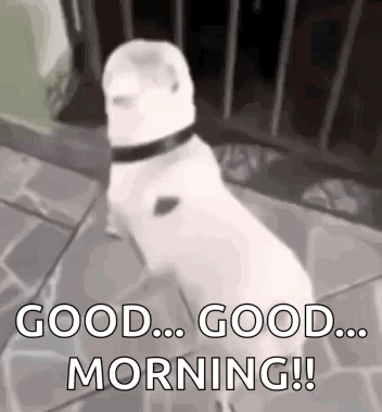 A White Dog With A Black Collar Is Standing On Its Hind Legs And Says `` Good ... Good ... Morning ! '' GIF