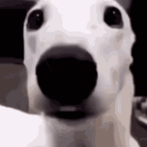 A White Dog With A Black Nose Is Looking At The Camera . GIF