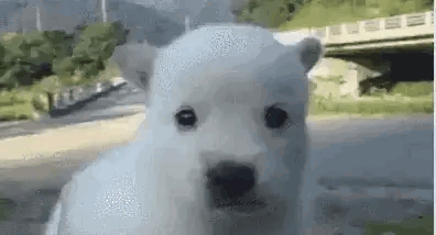 A White Dog With A Black Nose Is Looking At The Camera In A Park . GIF