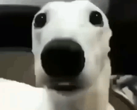 A White Dog With A Black Nose Is Looking At The Camera With A Surprised Look On Its Face . GIF