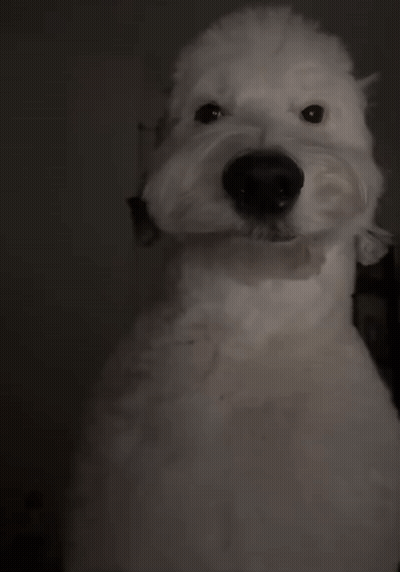 A White Dog With A Black Nose Is Standing In A Dark Room GIF