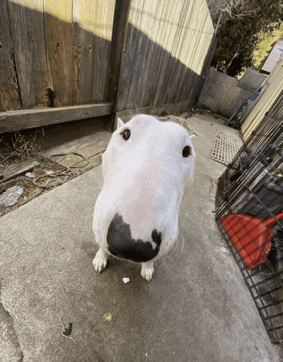 A White Dog With A Black Nose Is Standing On A Sidewalk In Front Of A Wooden Fence GIF