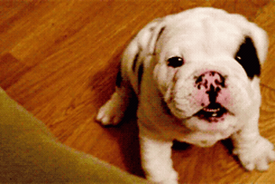 A White Dog With A Black Spot On Its Nose GIF