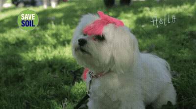 A White Dog With A Pink Bow On Its Head Is Sitting In The Grass With A Save Soil Logo In The Background GIF