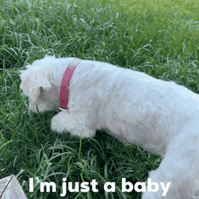 A White Dog With A Pink Collar Is Laying In The Grass With The Words I 'M Just A Baby Above It GIF