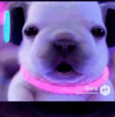 A White Dog With A Pink Collar Is On A Screen With Sora On It GIF