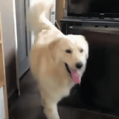 A White Dog With A Pink Tongue Is Running In Front Of A Flat Screen Tv GIF