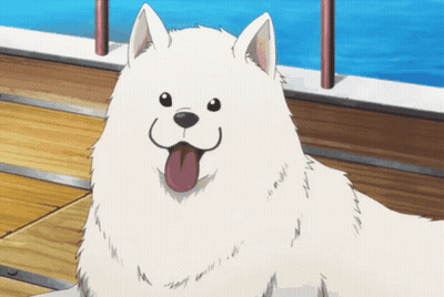 A White Dog With A Pink Tongue Sticking Out Looks At The Camera GIF
