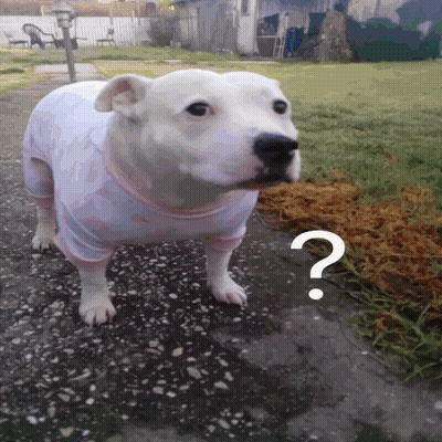 A White Dog With A Question Mark On Its Head GIF