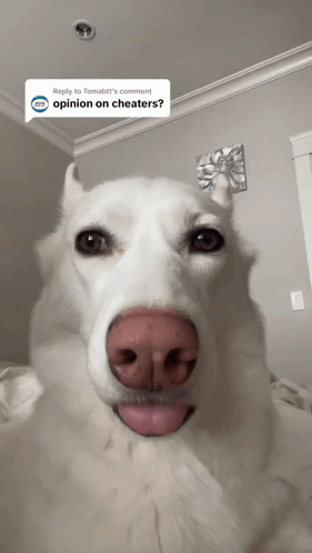 A White Dog With A Red Nose Is Looking At The Camera With A Reply To Tomatt 'S Comment GIF