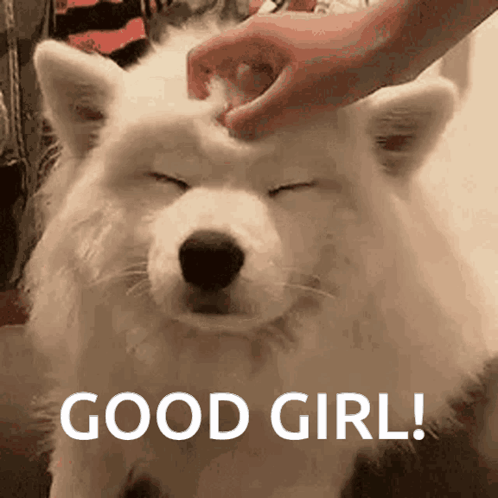A White Dog With Its Eyes Closed Is Being Petted By A Person With The Words Good Girl Below It GIF