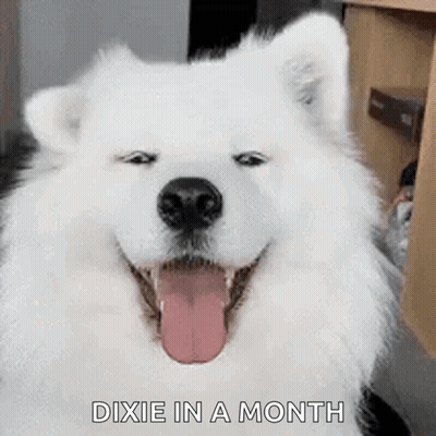A White Dog With Its Tongue Out And The Words `` Dixie In A Month '' Written Below It . GIF