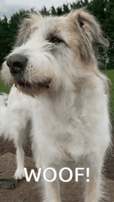 A White Dog With The Word Woof Written On It GIF