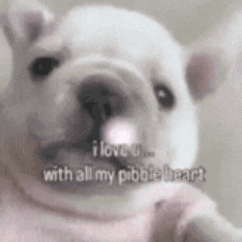 A White Dog With The Words `` I Love U With All My Pebble Heart '' Written On It . GIF