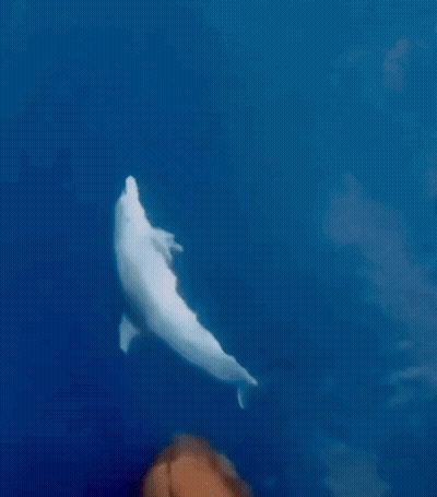 A White Dolphin Swimming In A Blue Ocean GIF