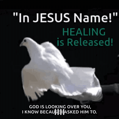 A White Dove Is Being Held In Someone 'S Hands With The Words " In Jesus Name Healing Is Released " GIF