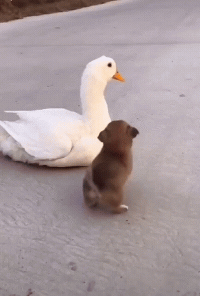 A White Duck And A Brown Dog Are Walking On A Road GIF