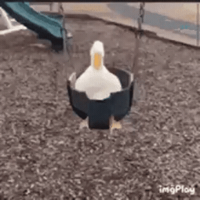 A White Duck Is Sitting In A Swing In A Playground . GIF