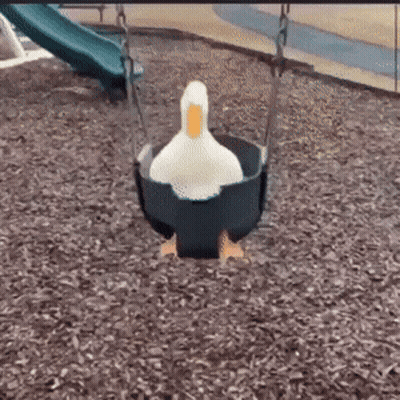 A White Duck Is Sitting On A Blue Swing In A Playground . GIF