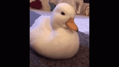 A White Duck Is Sitting On A Carpet On A Carpet . GIF