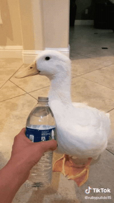 A White Duck Is Standing Next To A Bottle Of Water GIF