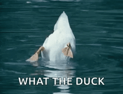 A White Duck Is Swimming In The Water And Looking At The Camera . GIF
