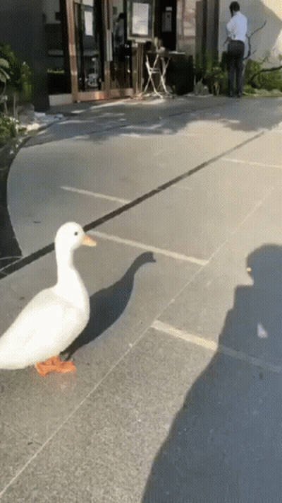 A White Duck Is Walking Down The Sidewalk Next To A Man . GIF