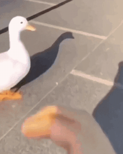A White Duck Is Walking On A Leash Next To A Person 'S Hand . GIF
