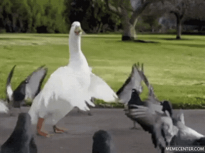 A White Duck Standing In Front Of A Flock Of Pigeons . GIF