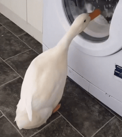 A White Duck Standing Next To A Washing Machine That Has A Sticker On It That Says ' Bosch ' On It GIF