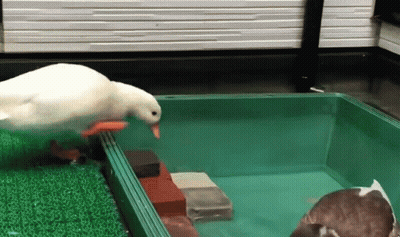 A White Duck With A Red Beak Is Standing In A Green Container With Other Ducks In It . GIF