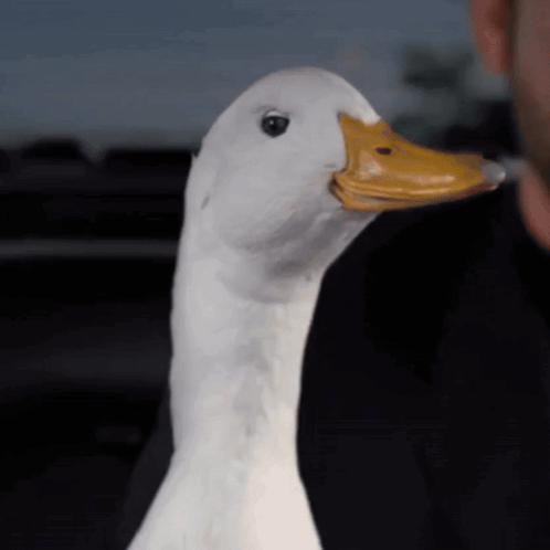 A White Duck With A Yellow Beak And Black Eyes GIF