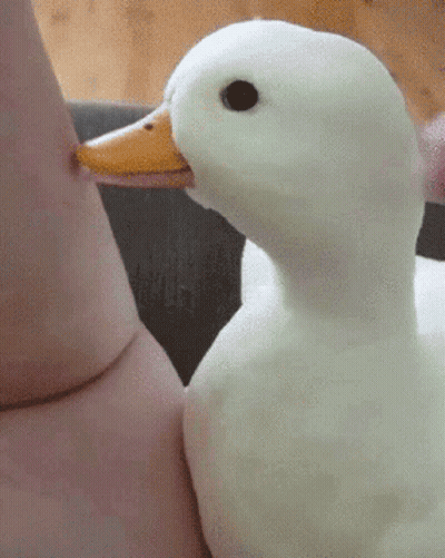 A White Duck With A Yellow Beak Is Biting A Person 'S Leg GIF