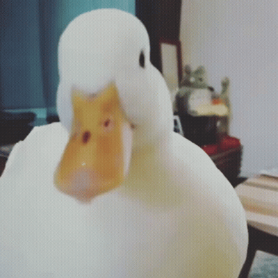 A White Duck With A Yellow Beak Is Looking At The Camera In A Living Room . GIF